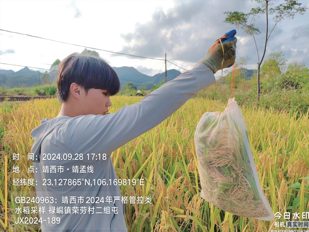 靖西市2021耕地生产障碍修复利用项目水稻样品采集和检测
