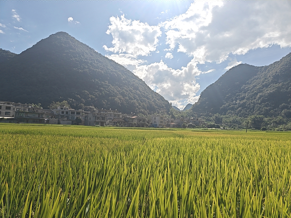 2023年德保县耕地生产障碍修复利用项目采样检测及效果评估