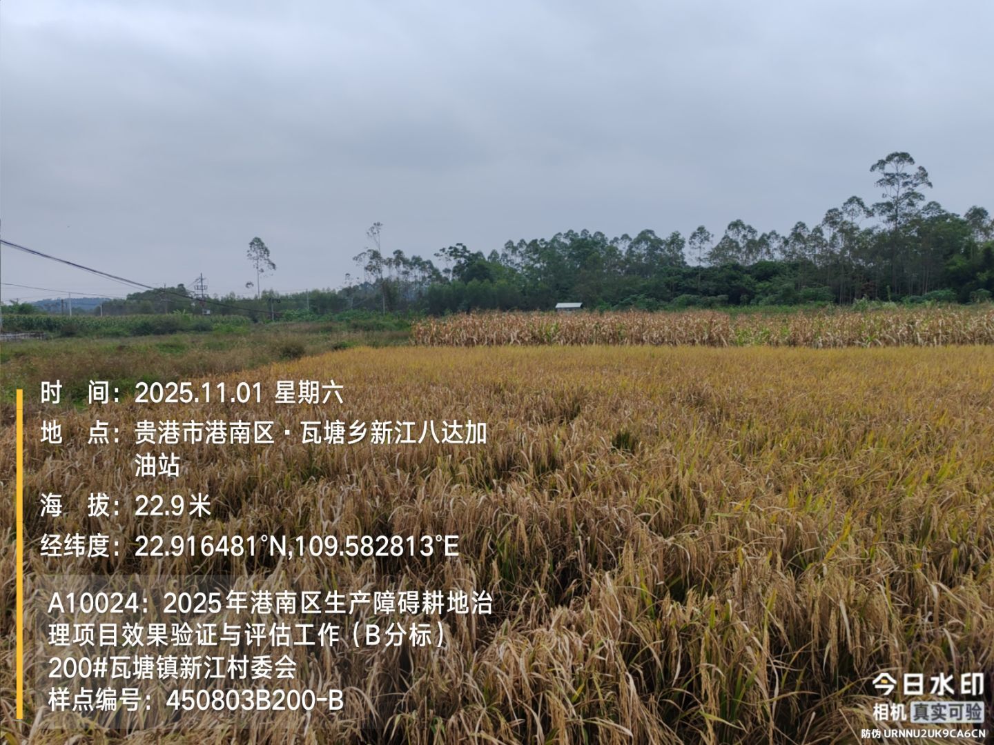 2025年港南区生产障碍耕地治理项目效果验证与评估工作（B分标）